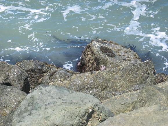 Starfish on the rocks